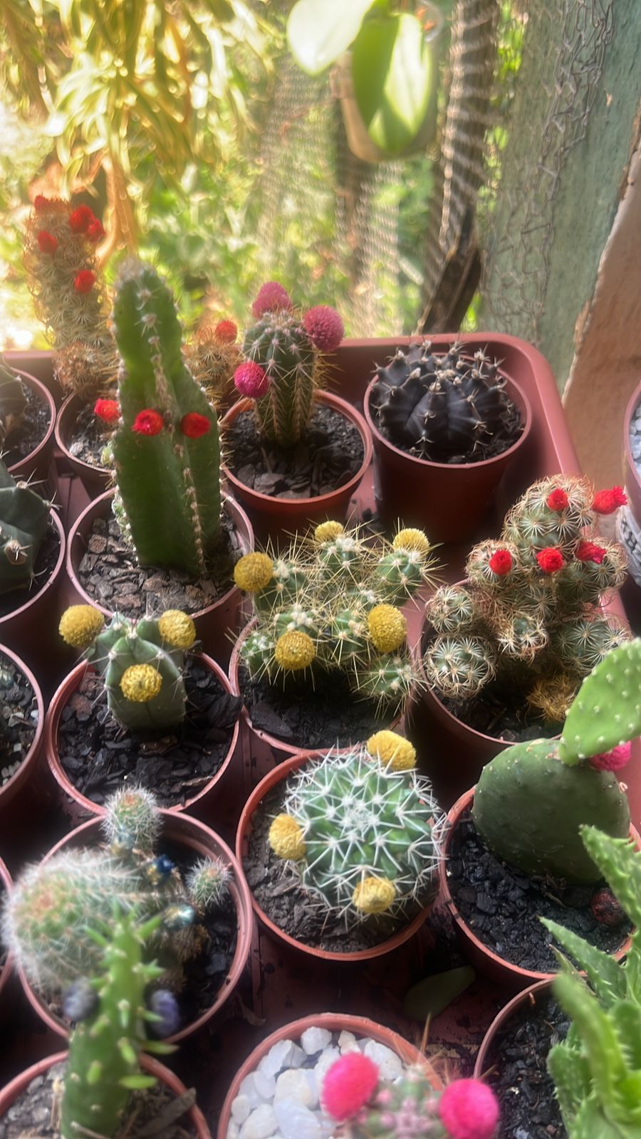 Pimenteiras ornamentais